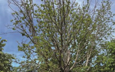 Stubborn bacteria threaten the chestnut population in Schiedam