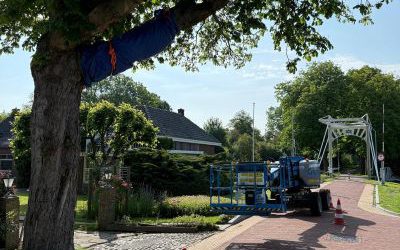 Bomenbehoud Nederland en Idverde Bomendienst leggen de laatste hand aan de behandeling van 6 kastanjebomen in Dokkum