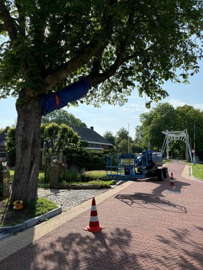 Bomenbehoud Nederland en Idverde Bomendienst leggen de laatste hand aan de behandeling van 6 kastanjebomen in Dokkum