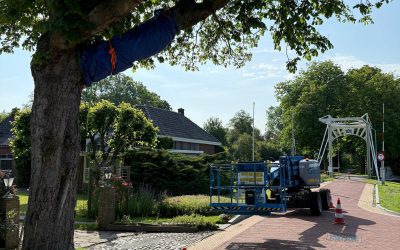 Bomenbehoud Nederland en Idverde Bomendienst leggen de laatste hand aan de behandeling van 6 kastanjebomen in Dokkum